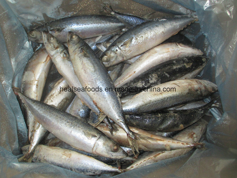 Whole Round Mackerel for Africa Market (150-200g)