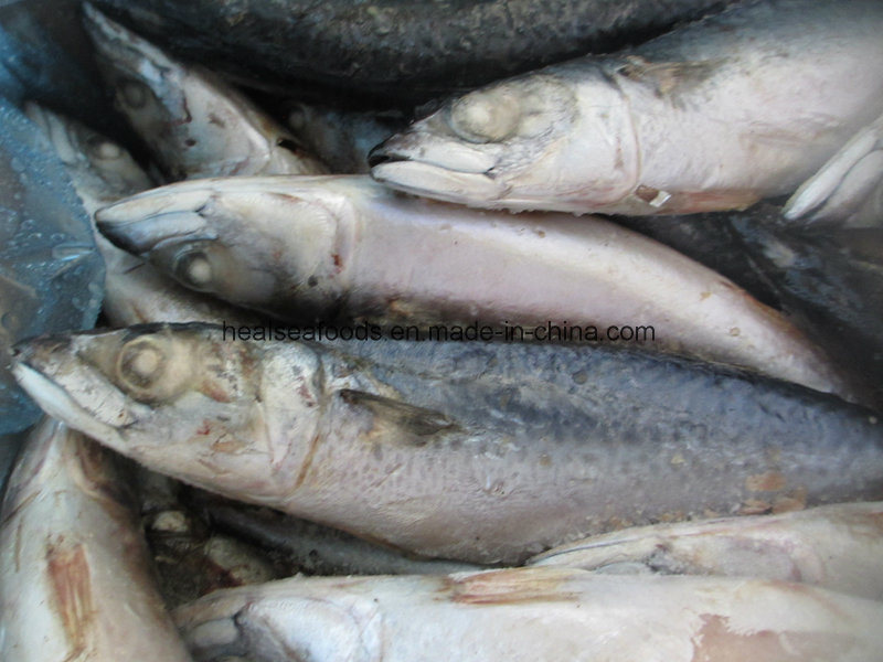 Whole Round Mackerel for Africa Market (150-200g)