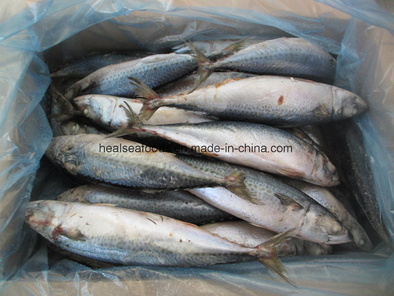 Whole Round Mackerel for Africa Market (150-200g)