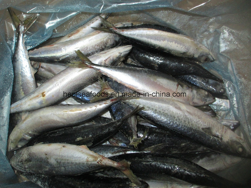 Whole Round Mackerel for Africa Market (150-200g)