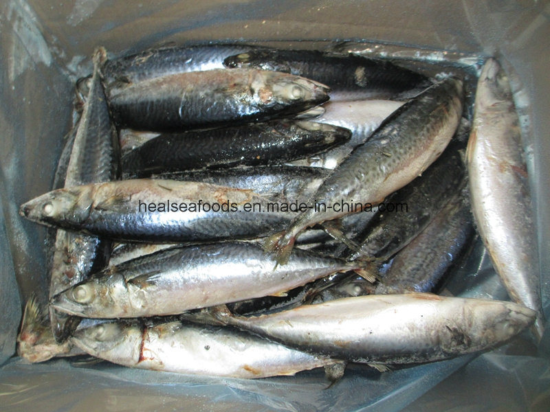Whole Round Mackerel for Africa Market (150-200g)