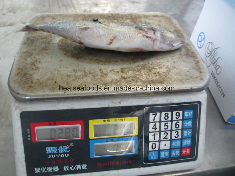 Whole Round Mackerel for Africa Market (150-200g)