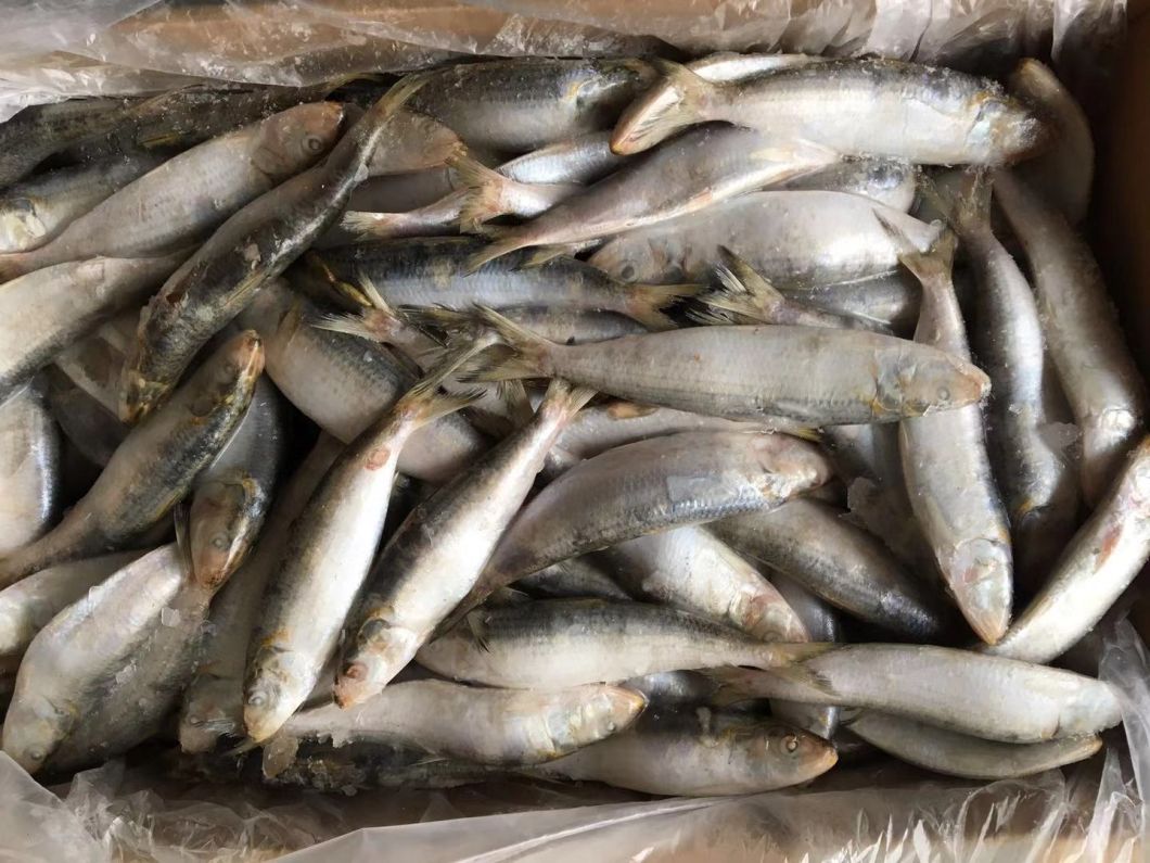 Frozen Whole Round Sardine 160-200PCS/CTN for Bait