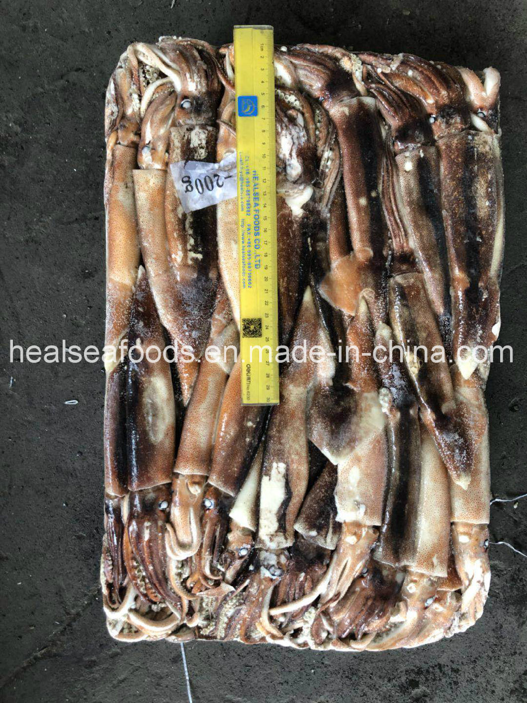 Jigger Caught Whole Round Frozen Argentina Illex Squid