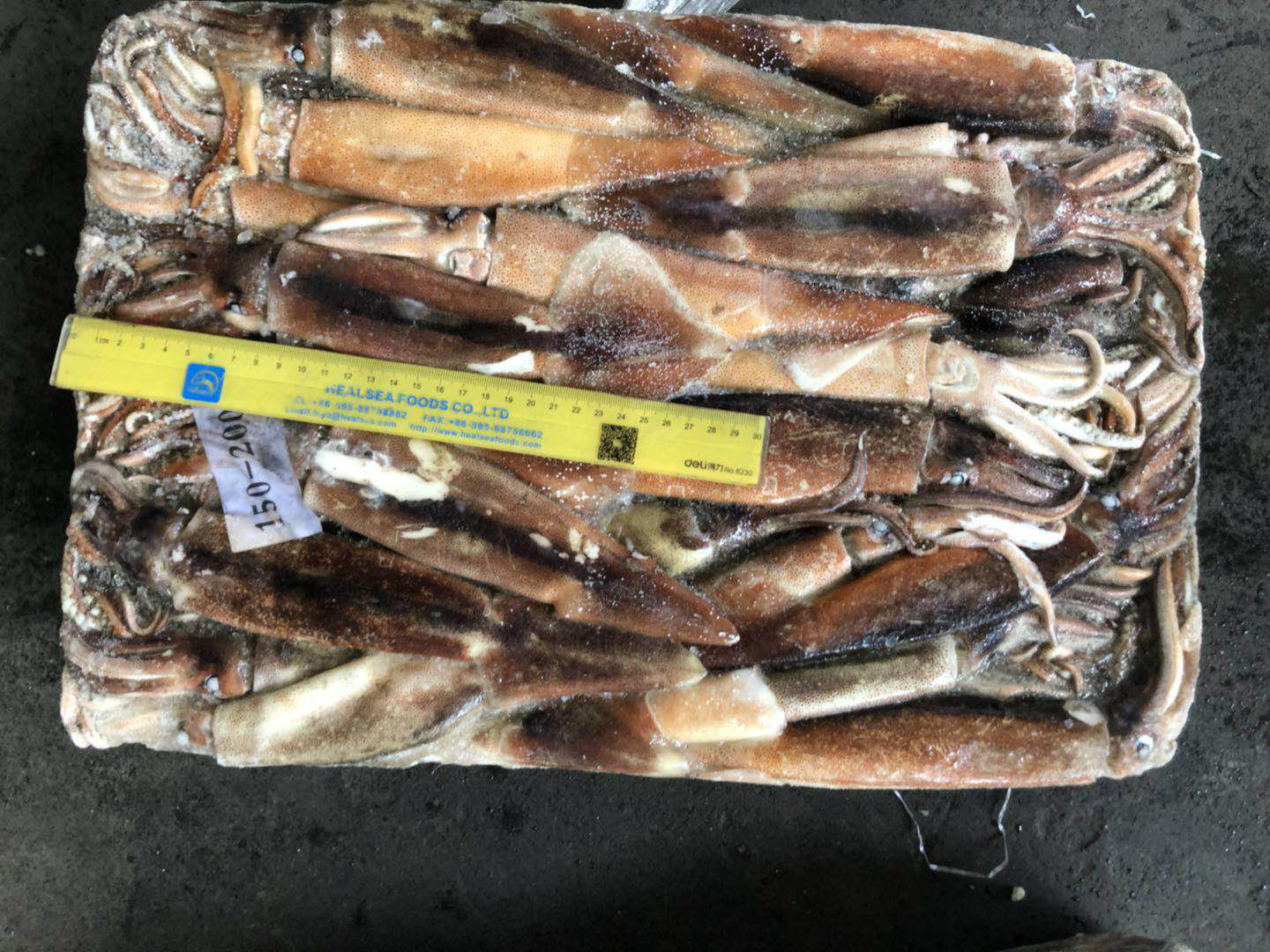 Jigger Caught Whole Round Frozen Argentina Illex Squid