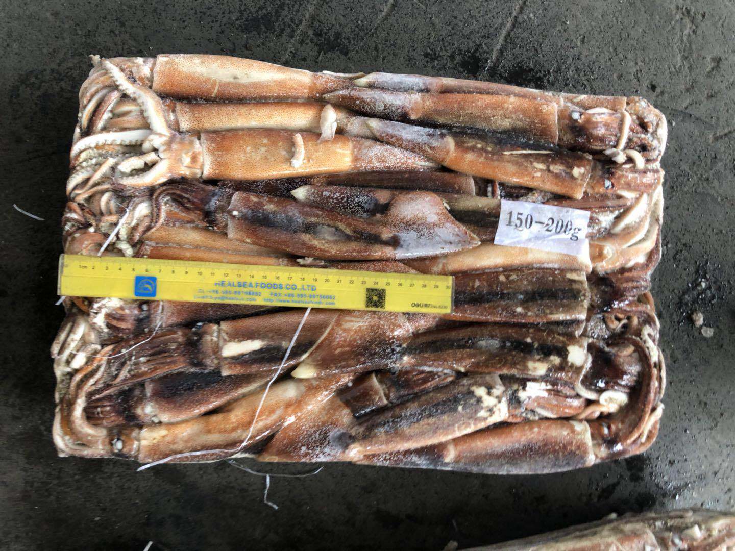 Jigger Caught Whole Round Frozen Argentina Illex Squid