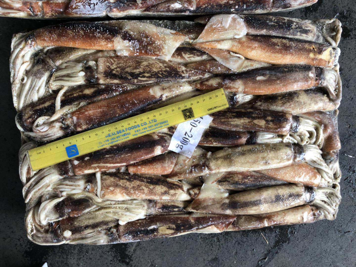 Jigger Caught Whole Round Frozen Argentina Illex Squid