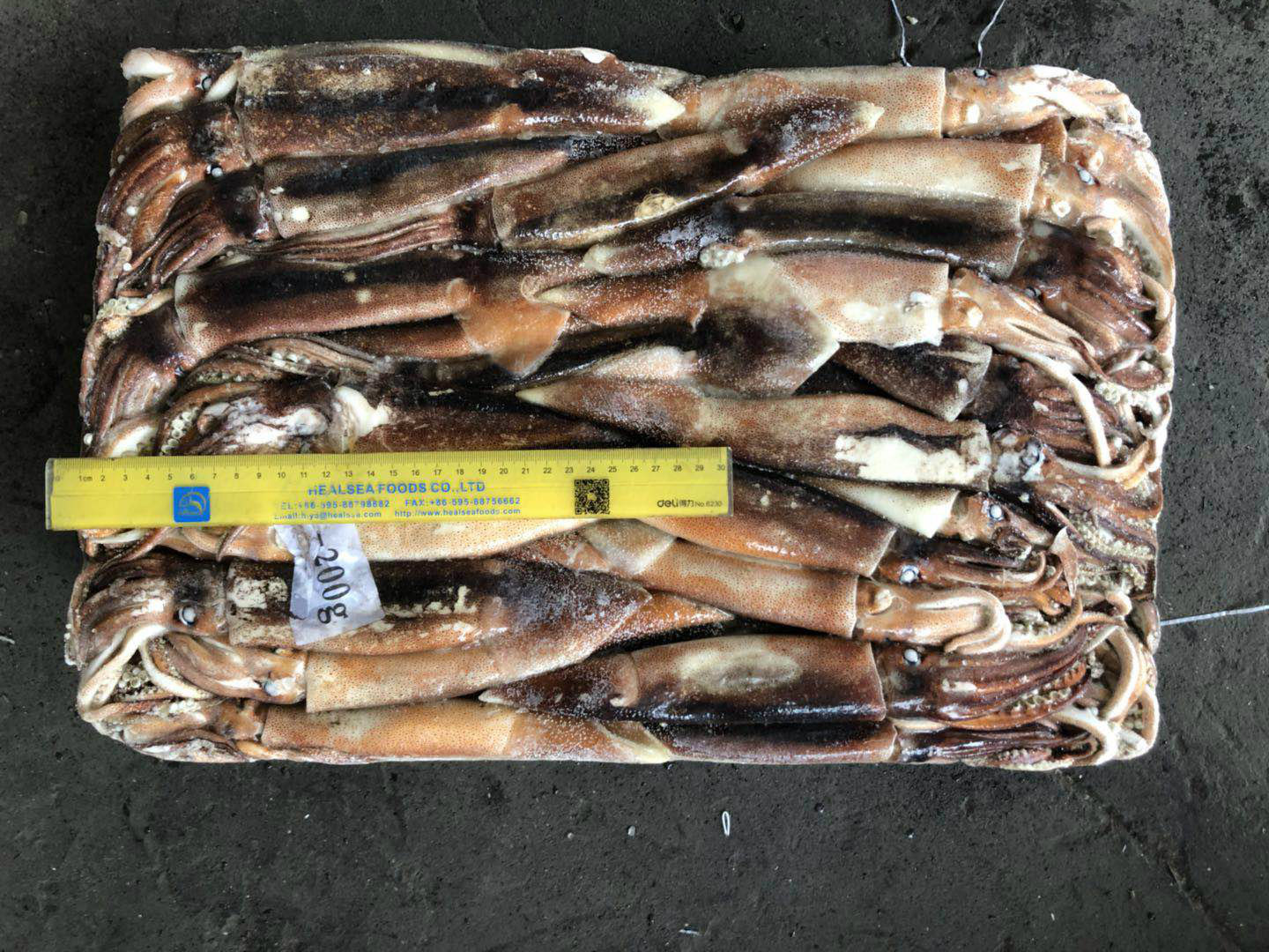 Jigger Caught Whole Round Frozen Argentina Illex Squid