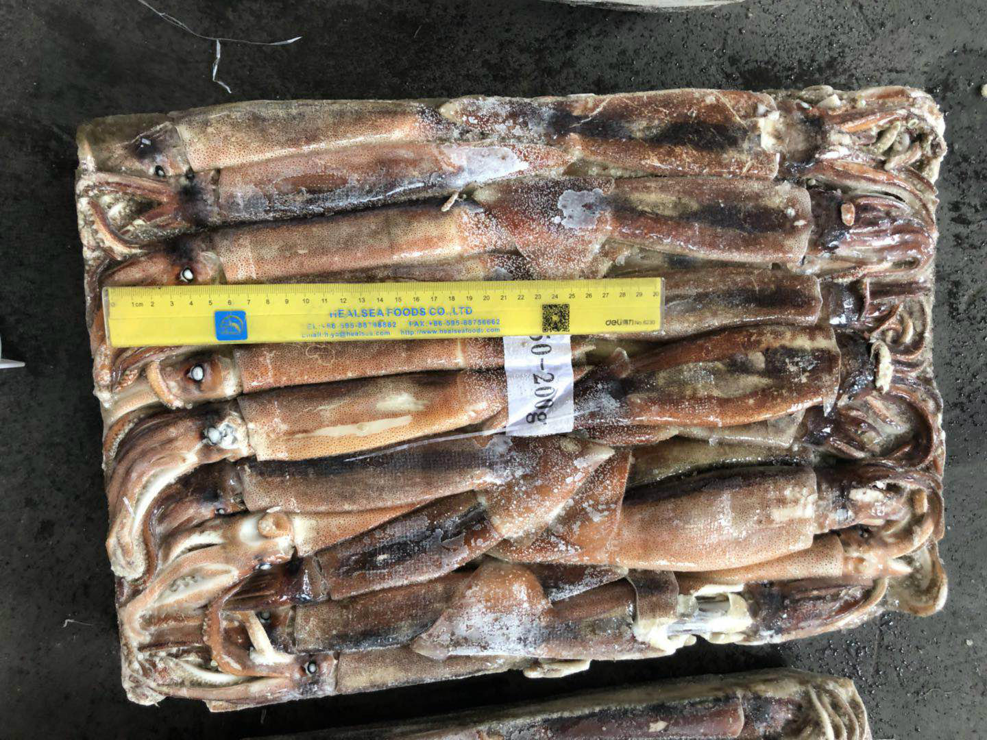 Jigger Caught Whole Round Frozen Argentina Illex Squid