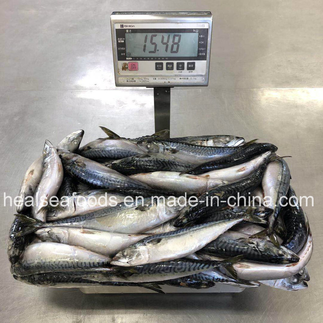 Large Quantity and New Stock Frozen Japanese Mackerel 200-400g
