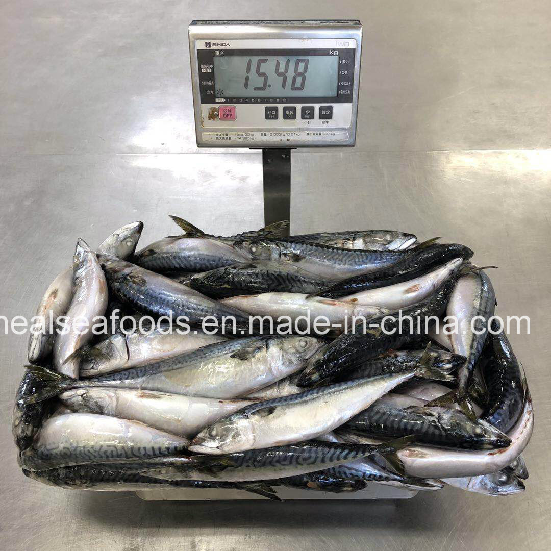 Large Quantity and New Stock Frozen Japanese Mackerel 200-400g
