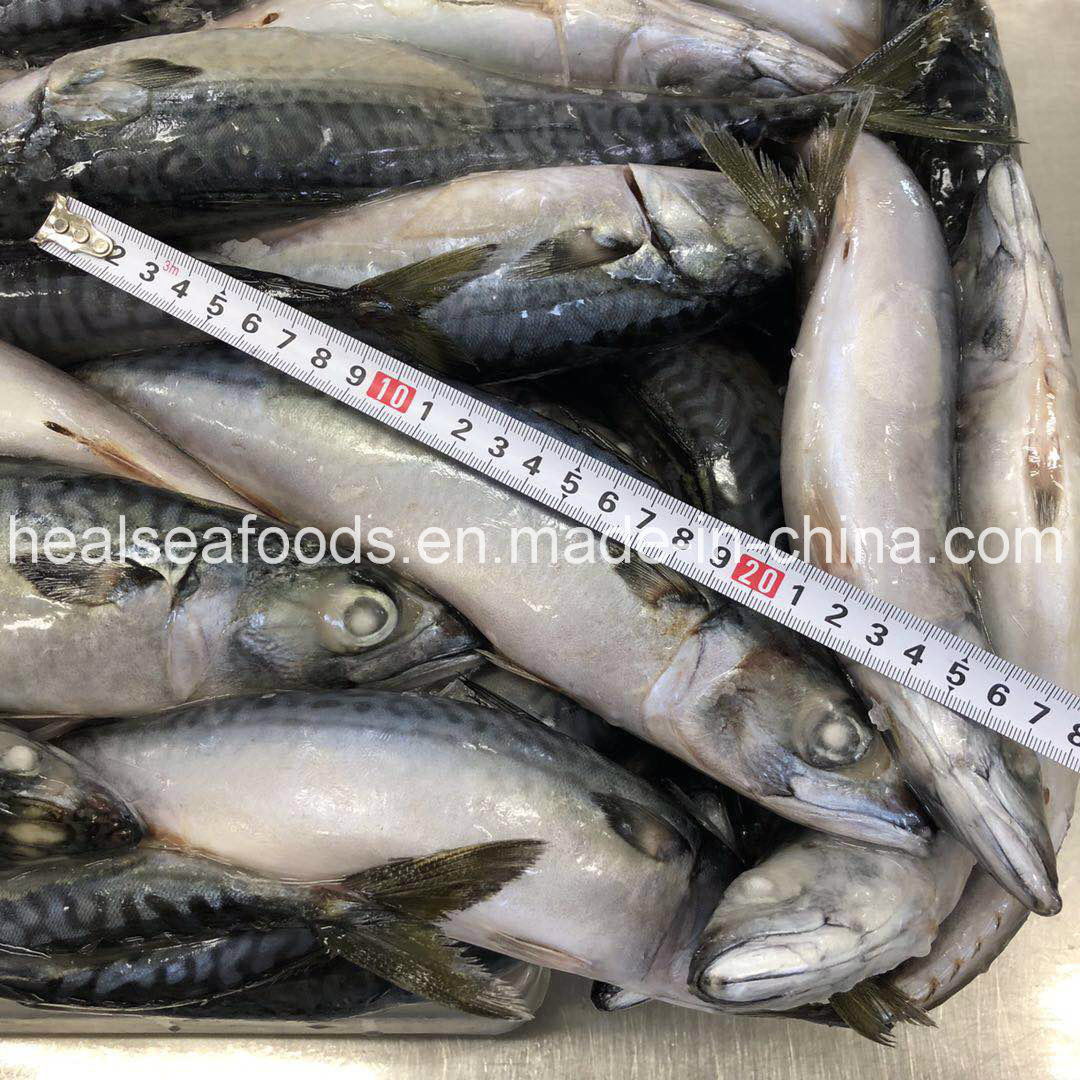 Large Quantity and New Stock Frozen Japanese Mackerel 200-400g