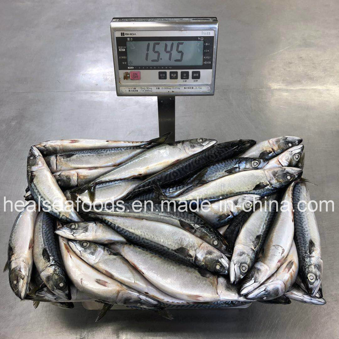 Large Quantity and New Stock Frozen Japanese Mackerel 200-400g