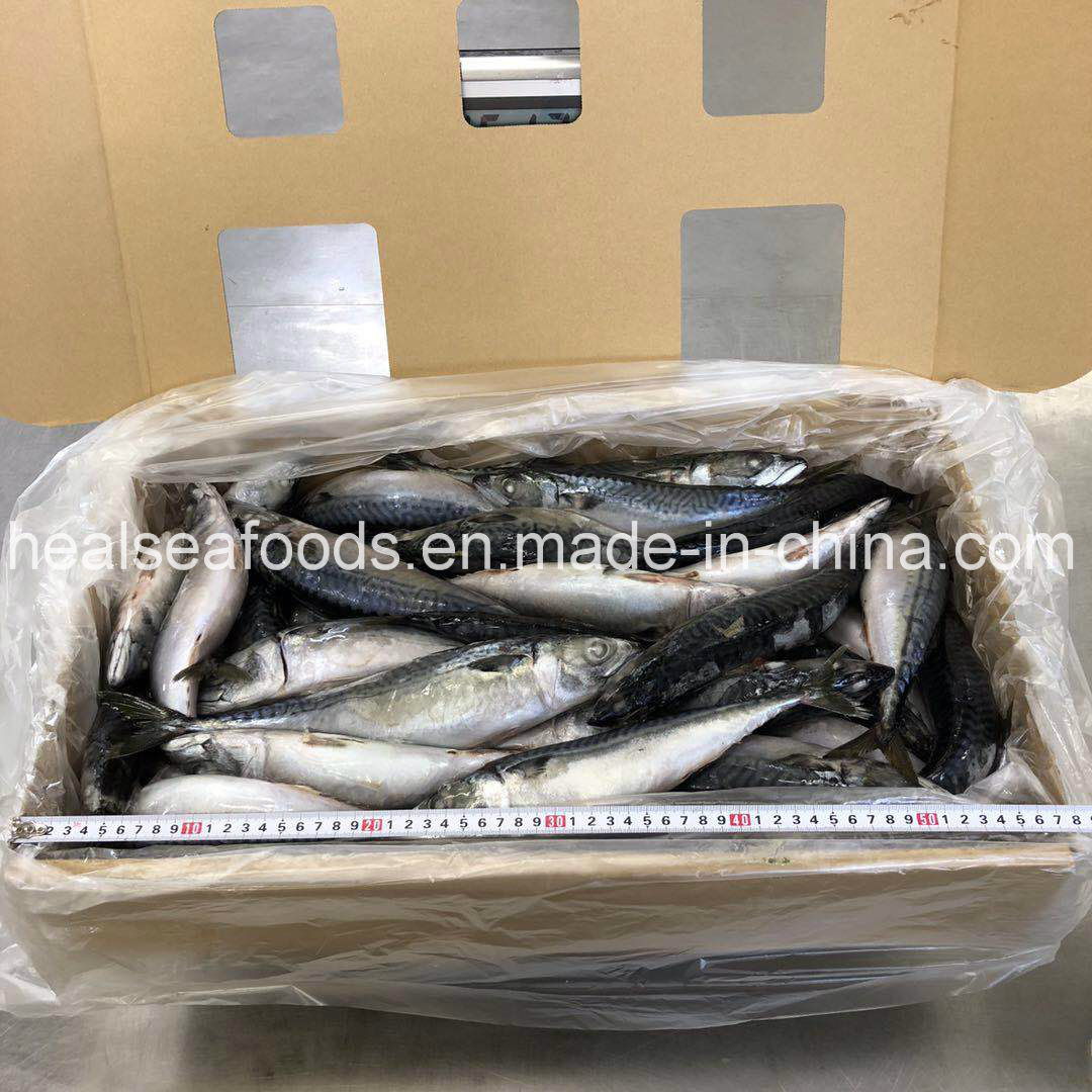 Large Quantity and New Stock Frozen Japanese Mackerel 200-400g