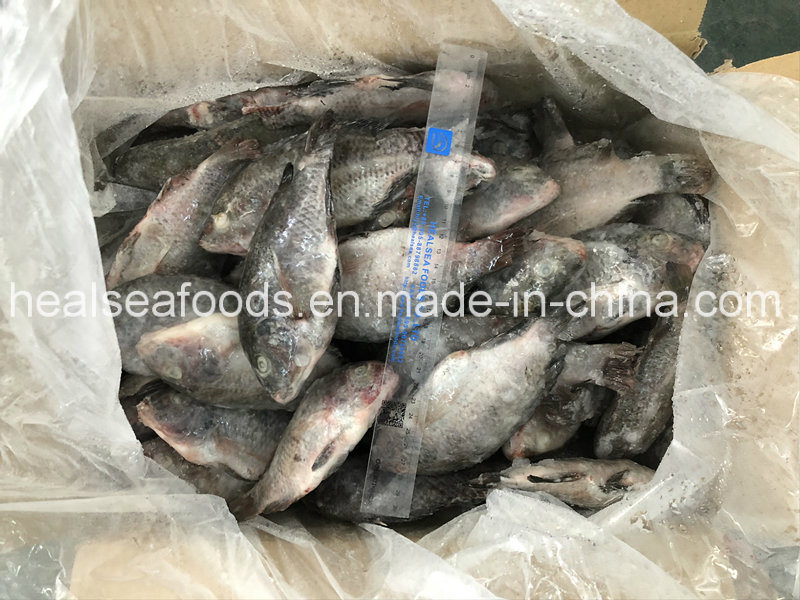 New Stock Bulk Frozen Red Tilapia Whole Round