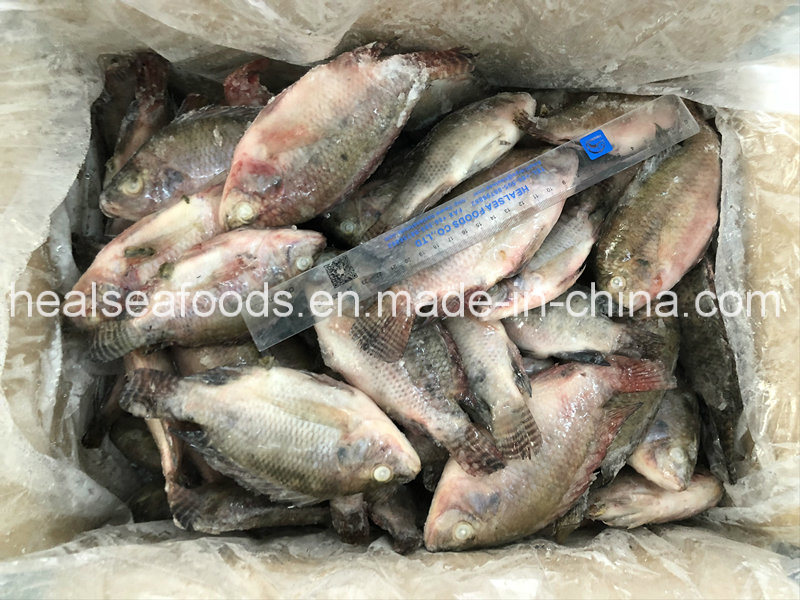 New Stock Bulk Frozen Red Tilapia Whole Round