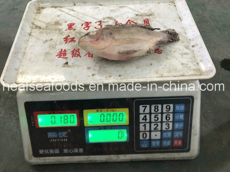 New Stock Bulk Frozen Red Tilapia Whole Round