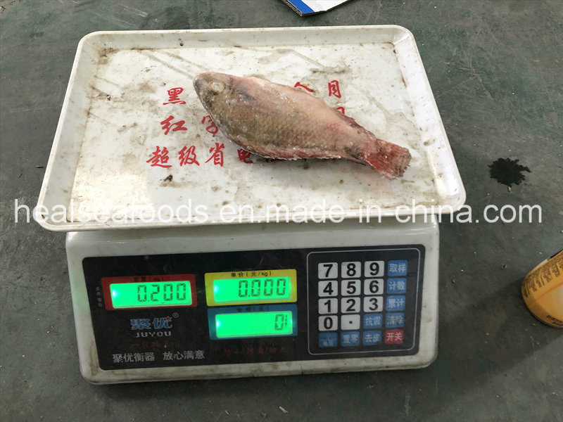 New Stock Bulk Frozen Red Tilapia Whole Round
