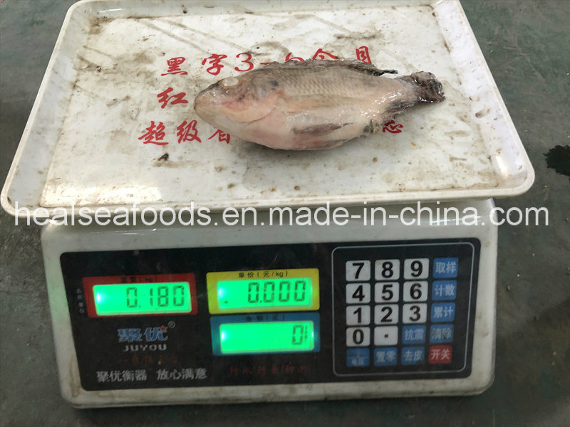 New Stock Bulk Frozen Red Tilapia Whole Round