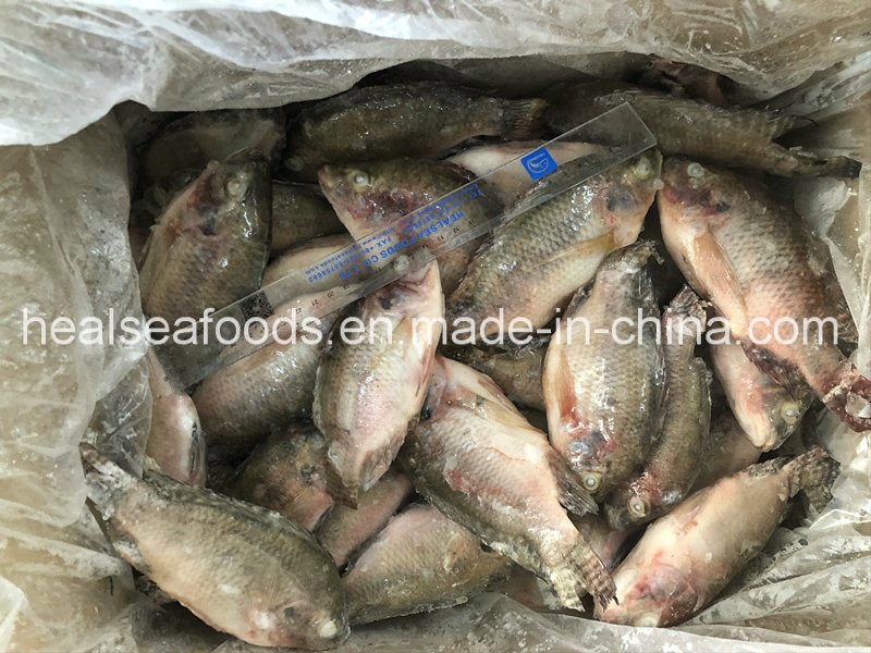 New Stock Bulk Frozen Red Tilapia Whole Round