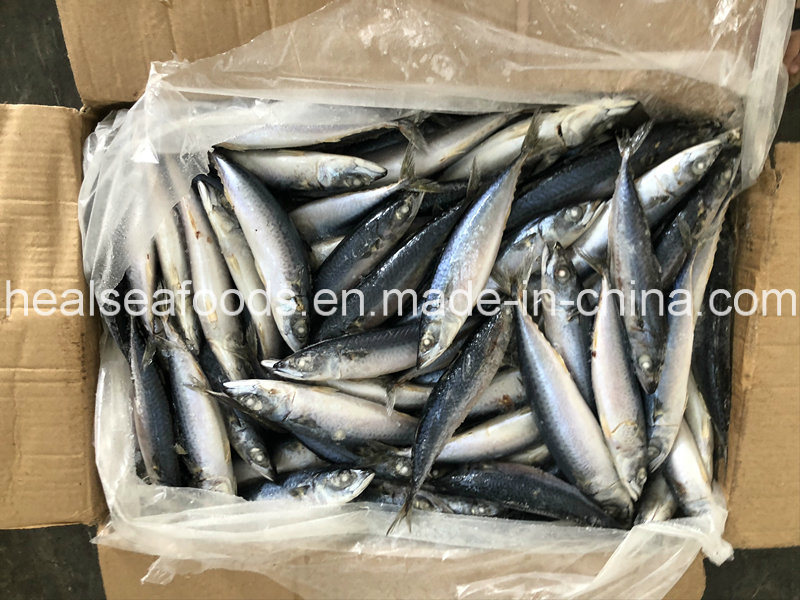 Frozen Pacific Mackerel 90-100PCS for Africa Market
