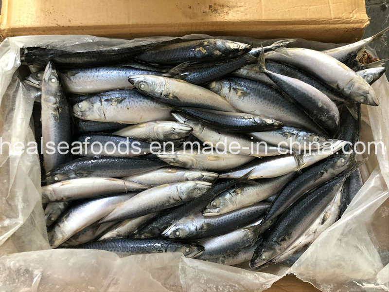 Frozen Pacific Mackerel 90-100PCS for Africa Market