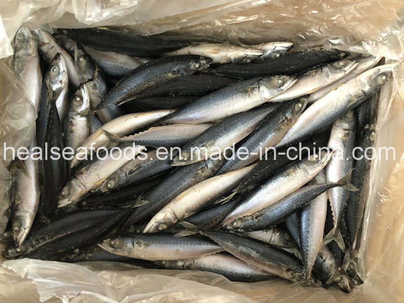 Frozen Pacific Mackerel 90-100PCS for Africa Market
