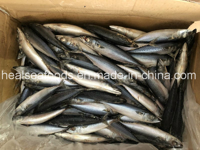 Frozen Pacific Mackerel 90-100PCS for Africa Market
