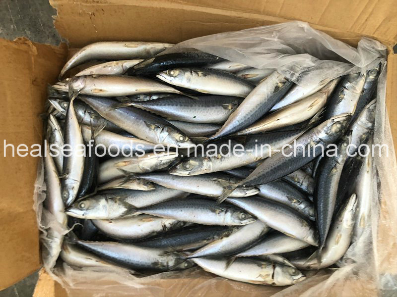 Frozen Pacific Mackerel 90-100PCS for Africa Market