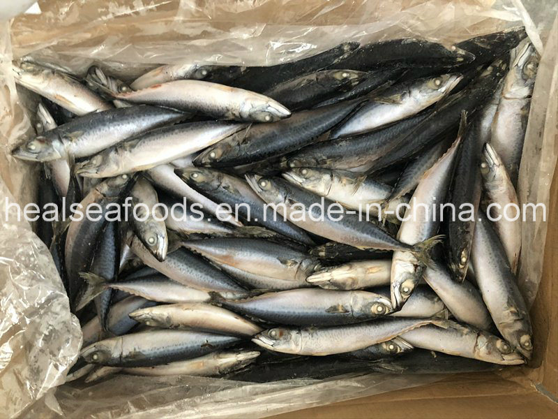 Frozen Pacific Mackerel 90-100PCS for Africa Market
