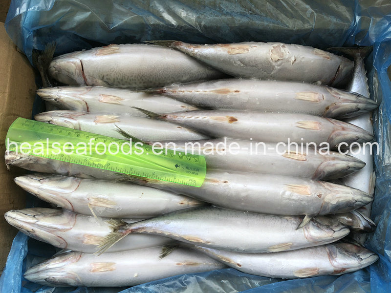 Supply Block Shape Frozen Pacific Mackerel 300-500g