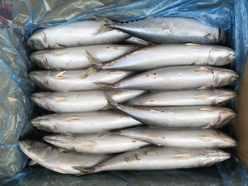 Supply Block Shape Frozen Pacific Mackerel 300-500g
