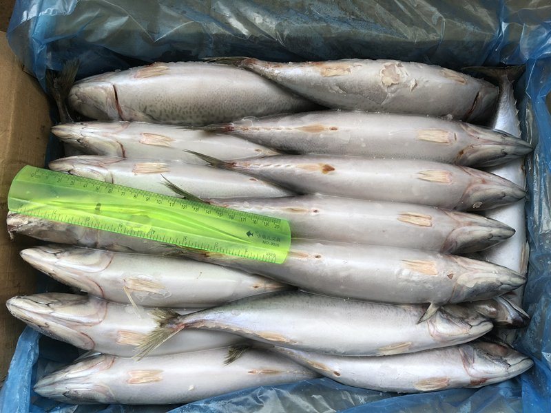 Supply Block Shape Frozen Pacific Mackerel 300-500g