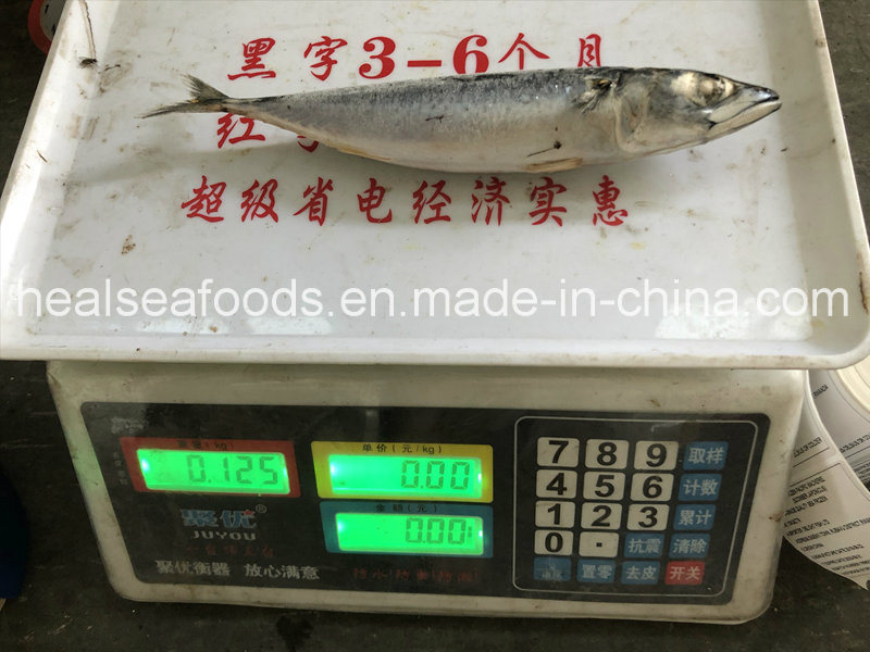 Sea Frozen Pacific Mackerel 130/160g for Rwanda Market