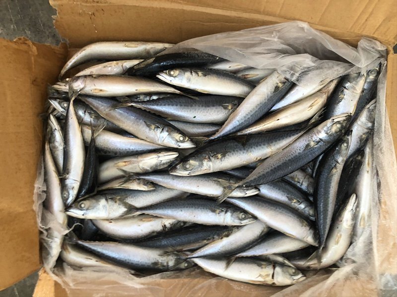 Sea Frozen Pacific Mackerel 130/160g for Rwanda Market