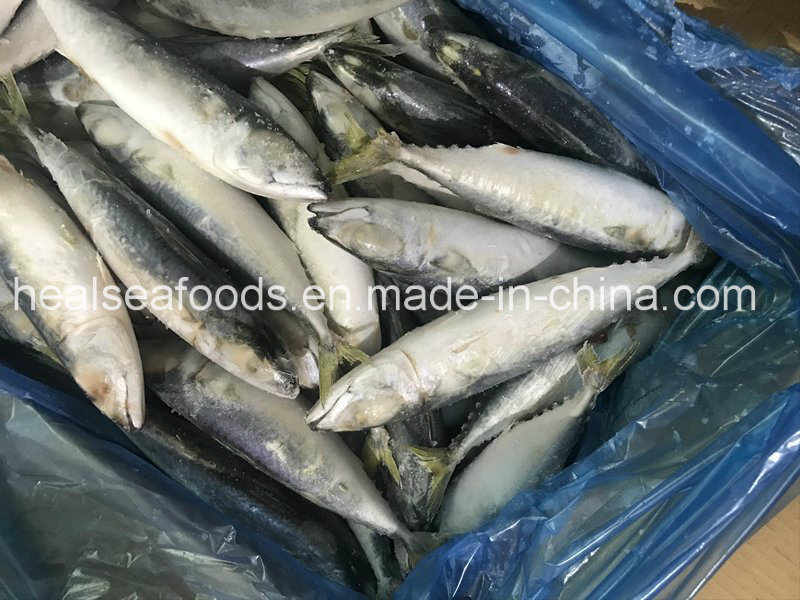 Supply IQF Frozen Pacific Mackerel for Malaysia Market