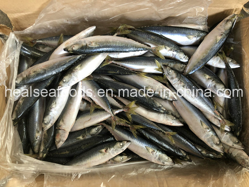Land Frozen Pacific Mackerel 8-10PCS/Kg