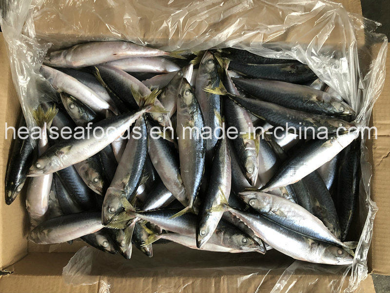 Land Frozen Pacific Mackerel 8-10PCS/Kg
