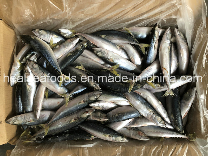 Land Frozen Pacific Mackerel 8-10PCS/Kg