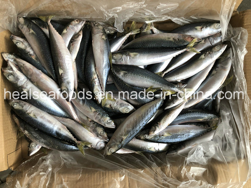 Land Frozen Pacific Mackerel 8-10PCS/Kg