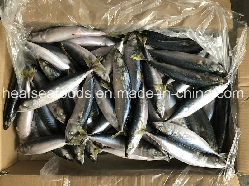 Land Frozen Pacific Mackerel 8-10PCS/Kg