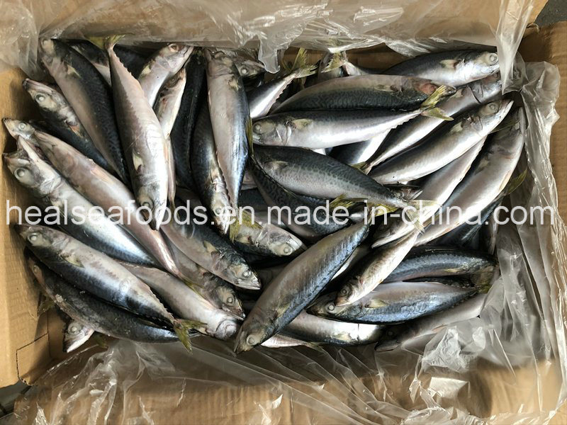 Land Frozen Pacific Mackerel 8-10PCS/Kg