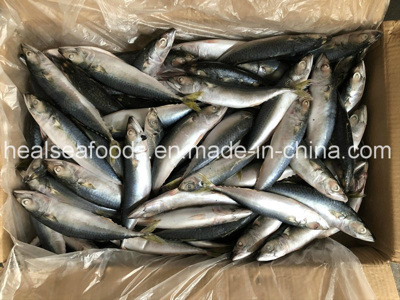 Land Frozen Pacific Mackerel 8-10PCS/Kg