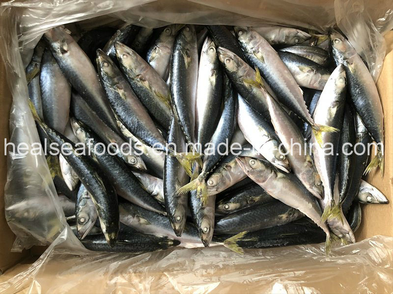 Land Frozen Pacific Mackerel 8-10PCS/Kg