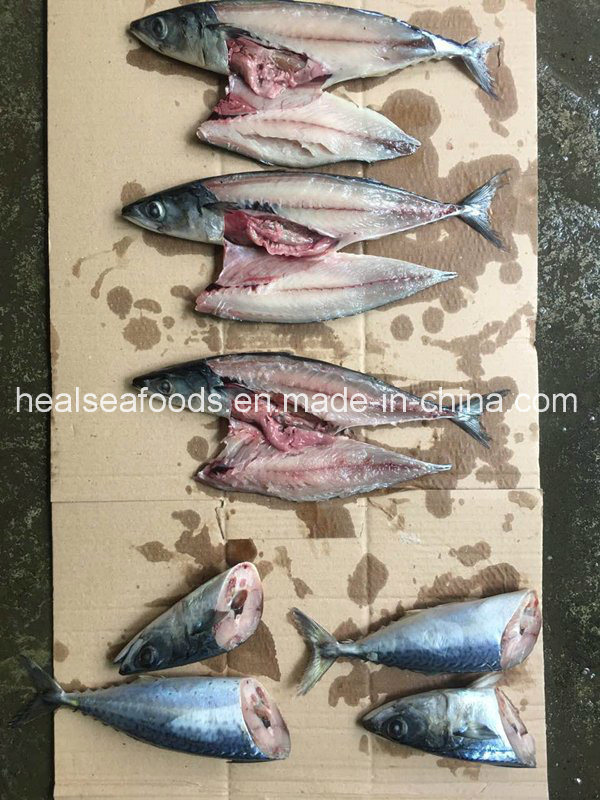Frozen Whole Round Pacific Mackerel for Sale