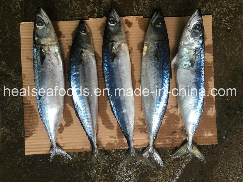 Frozen Whole Round Pacific Mackerel for Sale