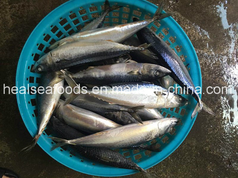 Frozen Whole Round Pacific Mackerel for Sale
