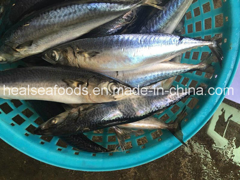 Frozen Whole Round Pacific Mackerel for Sale