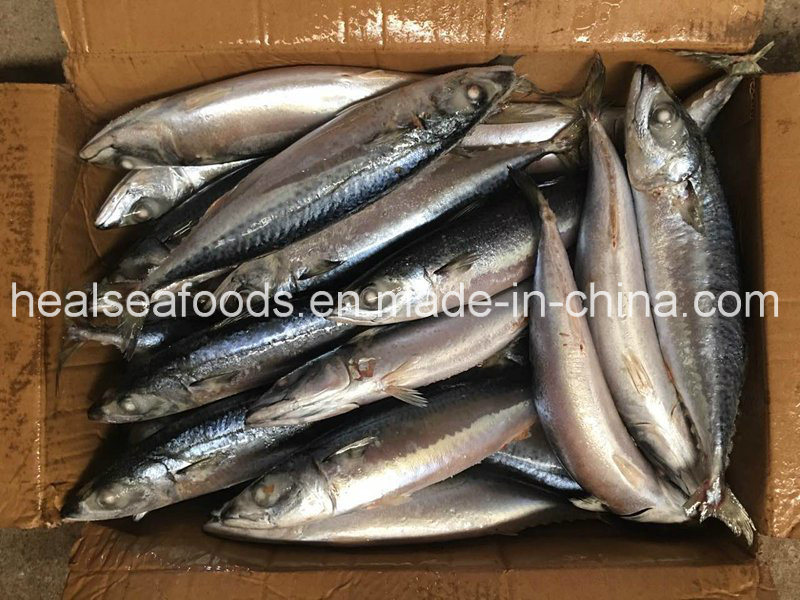 Frozen Whole Round Pacific Mackerel for Sale