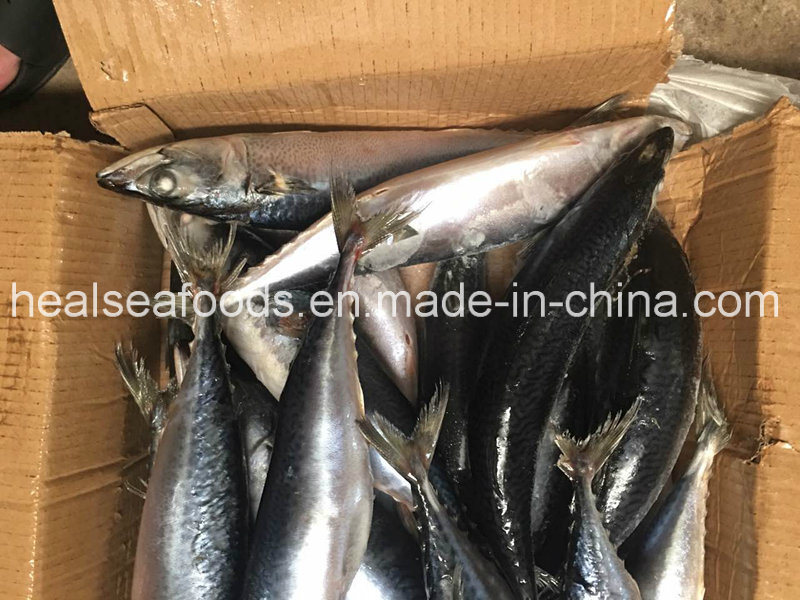 Frozen Whole Round Pacific Mackerel for Sale